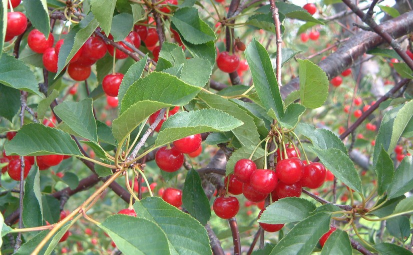 Plant Your Fruit Trees